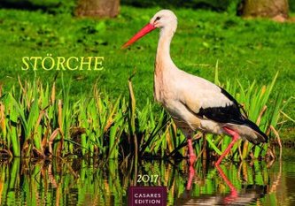 Störche 2017