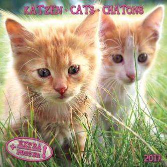 Katzen / Cats / Chatons 2017