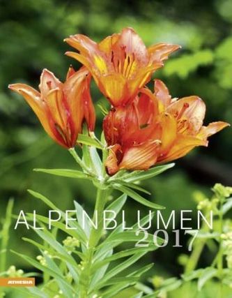 Alpenblumen 2017