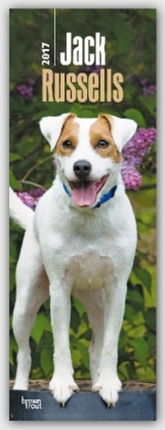 Jack Russell Terriers 2017
