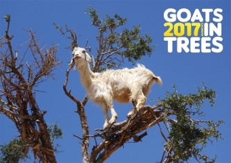 Goats in Trees 2017