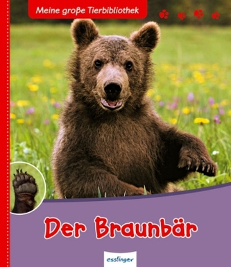 Der Braunbär