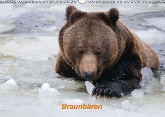 Braunbären (Wandkalender 2016 DIN A3 quer)