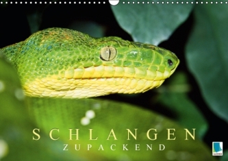 Schlangen: Zupackend (Wandkalender 2017 DIN A3 quer)