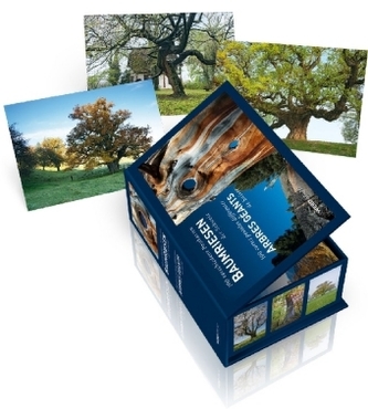 Baumriesen der Schweiz - Postkartenbox