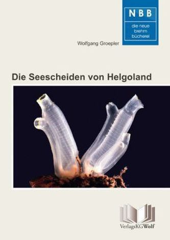 Die Seescheiden von Helgoland