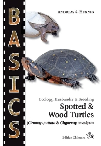 Spotted Turtle and North American Wood Turtle