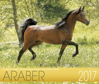 Edle Araber 2017