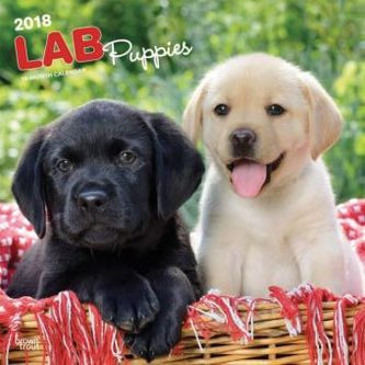 Lab Puppies 2018