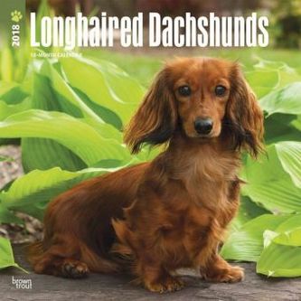 Longhaired Dachshunds 2018