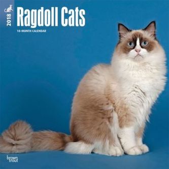 Ragdoll Cats 2018