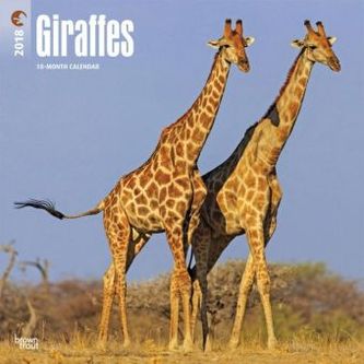 Giraffes 2018