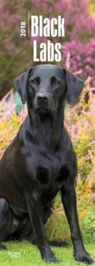 Black Labrador 2018