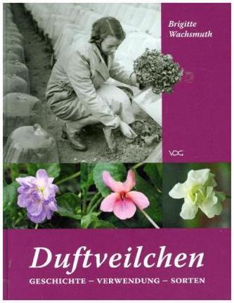 Duftveilchen in europäischen Gärten