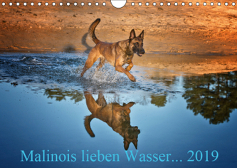 Malinois lieben Wasser (Wandkalender 2019 DIN A4 quer)