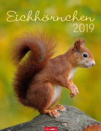 Eichhörnchen 2019 Eichhörnchen 2019