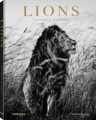 Lions Lions