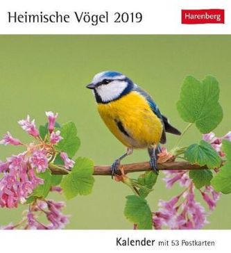 Heimische Vögel 2019