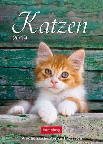 Katzen 2019