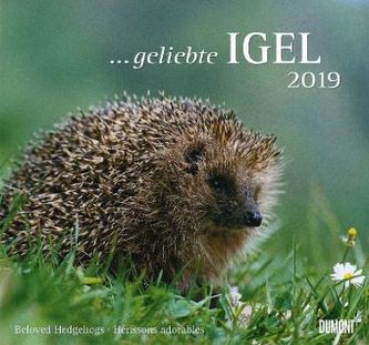 ... geliebte Igel 2019 ... geliebte Igel 2019