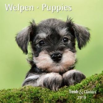 Welpen / Puppies 2019