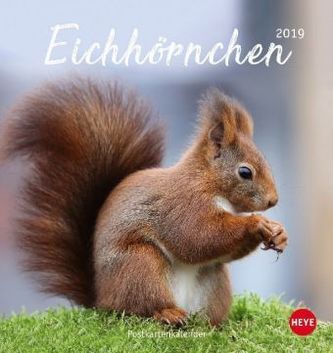 Eichhörnchen 2019