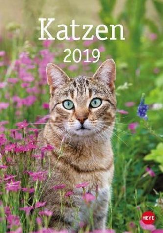 Katzen 2019