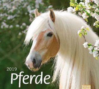 Pferde 2019