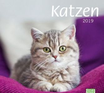 Katzen 2019