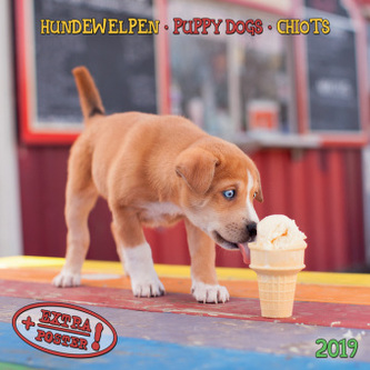 Hundewelpen / Puppy Dogs / Chiots 2019