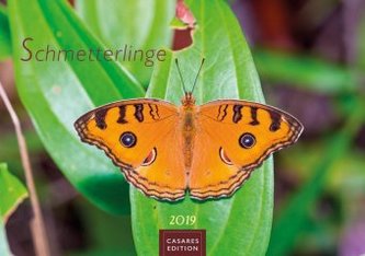 Schmetterlinge 2019