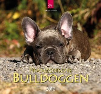 Französische Bulldoggen 2019