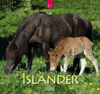 Isländer 2019