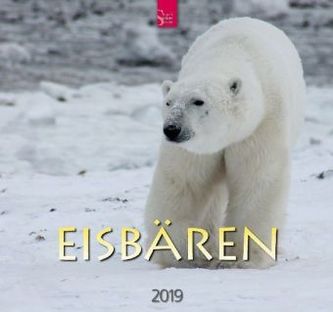 Eisbären 2019