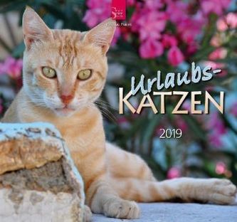 Urlaubs-Katzen 2019