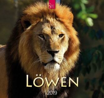 Löwen 2019