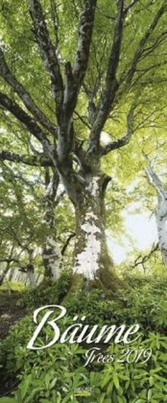 Bäume 2019