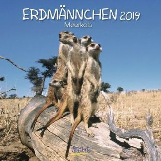 Erdmännchen 2019