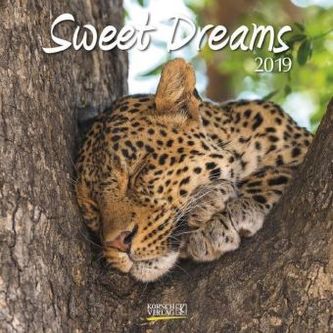 Sweet Dreams 2019