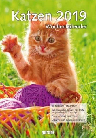 Katzen 2019