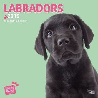 Lovable Labrador 2019