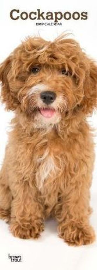 Cockapoos 2019