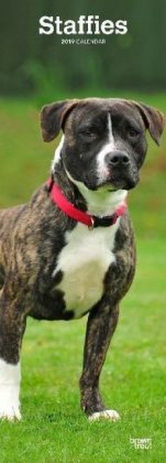 Staffordshire Bullterrier - Staffies 2019