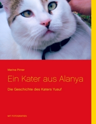 Ein Kater aus Alanya