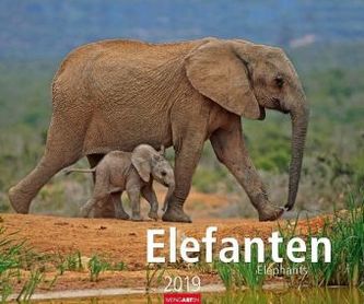 Elefanten 2019