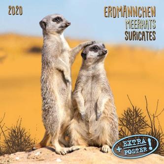 Erdmännchen - Merkats - Suricates 2020 Artwork