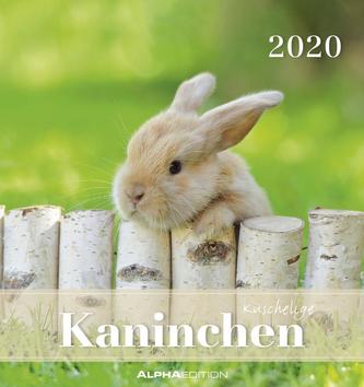 Kaninchen 2020 - Postkartenkalender (16 x 17) - Rabbits - zum Aufstellen oder Aufhängen - Geschenkidee - Tierkalender - Gadget