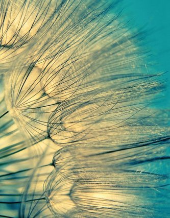 Zen Nature II Blankbook