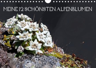 Meine 12 schönsten AlpenblumenAT-Version  (Wandkalender 2021 DIN A4 quer)