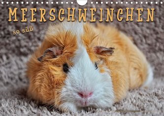 Meerschweinchen - so süß (Wandkalender 2021 DIN A4 quer)